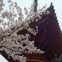 喜多院宝塔と桜